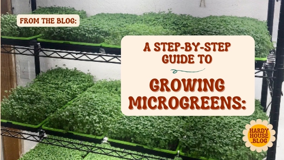 Guide to Growing Microgreens - Hardy House Homestead
