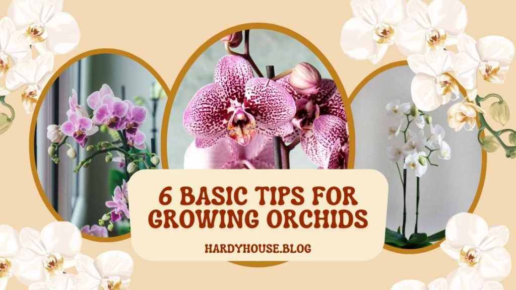 6 Basic Tips for Growing Orchids as Houseplants