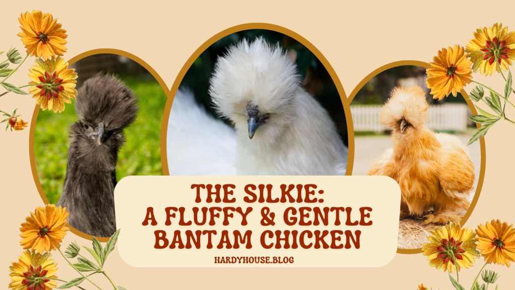 The Silkie - a Fluffy and Gentle Bantam - Hardy House Homestead