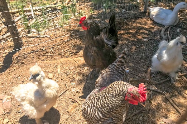Photo of Chickens - Start Homesteading - Hardy House Homestead